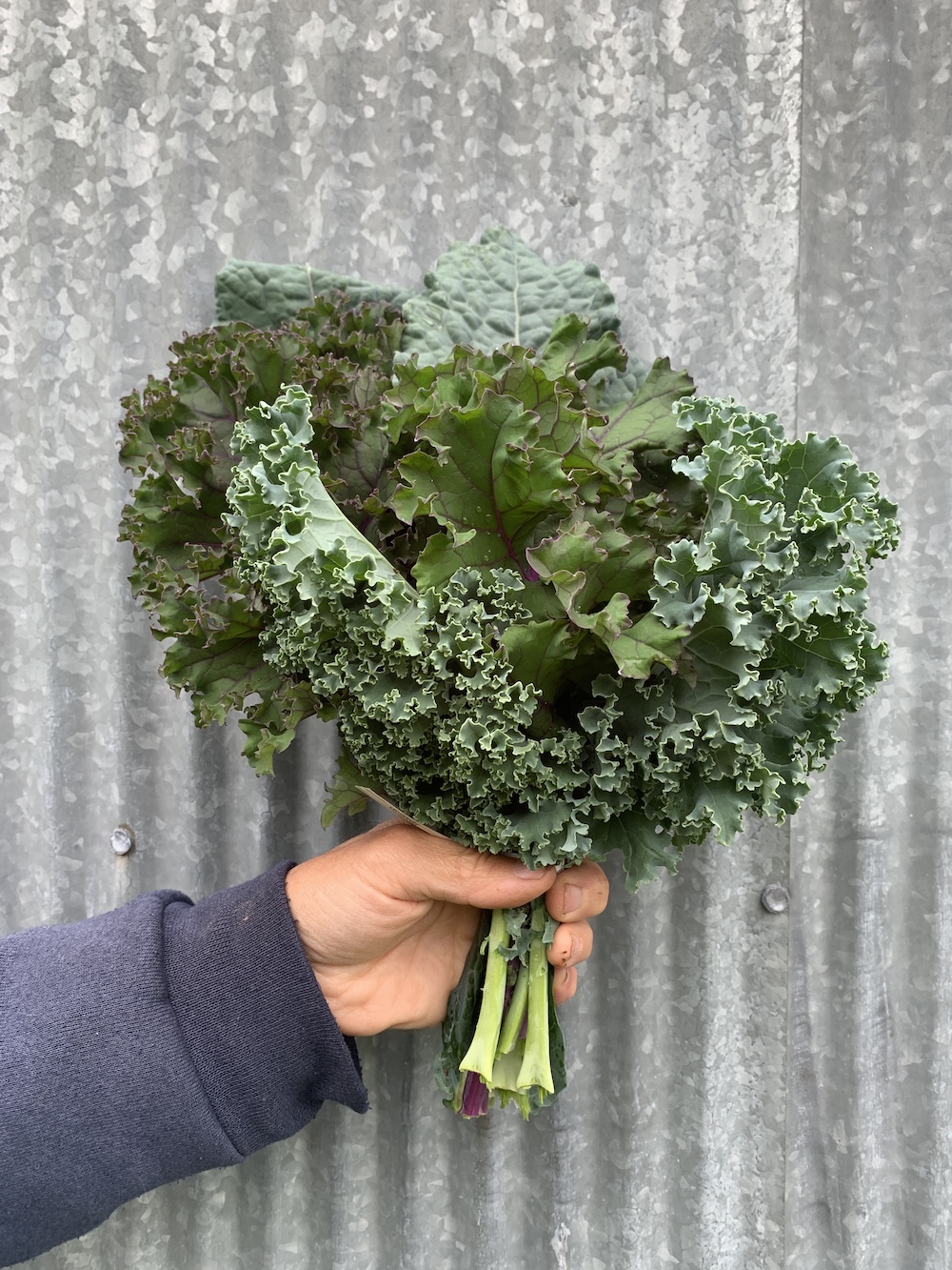 Kale (15 per bunch)
