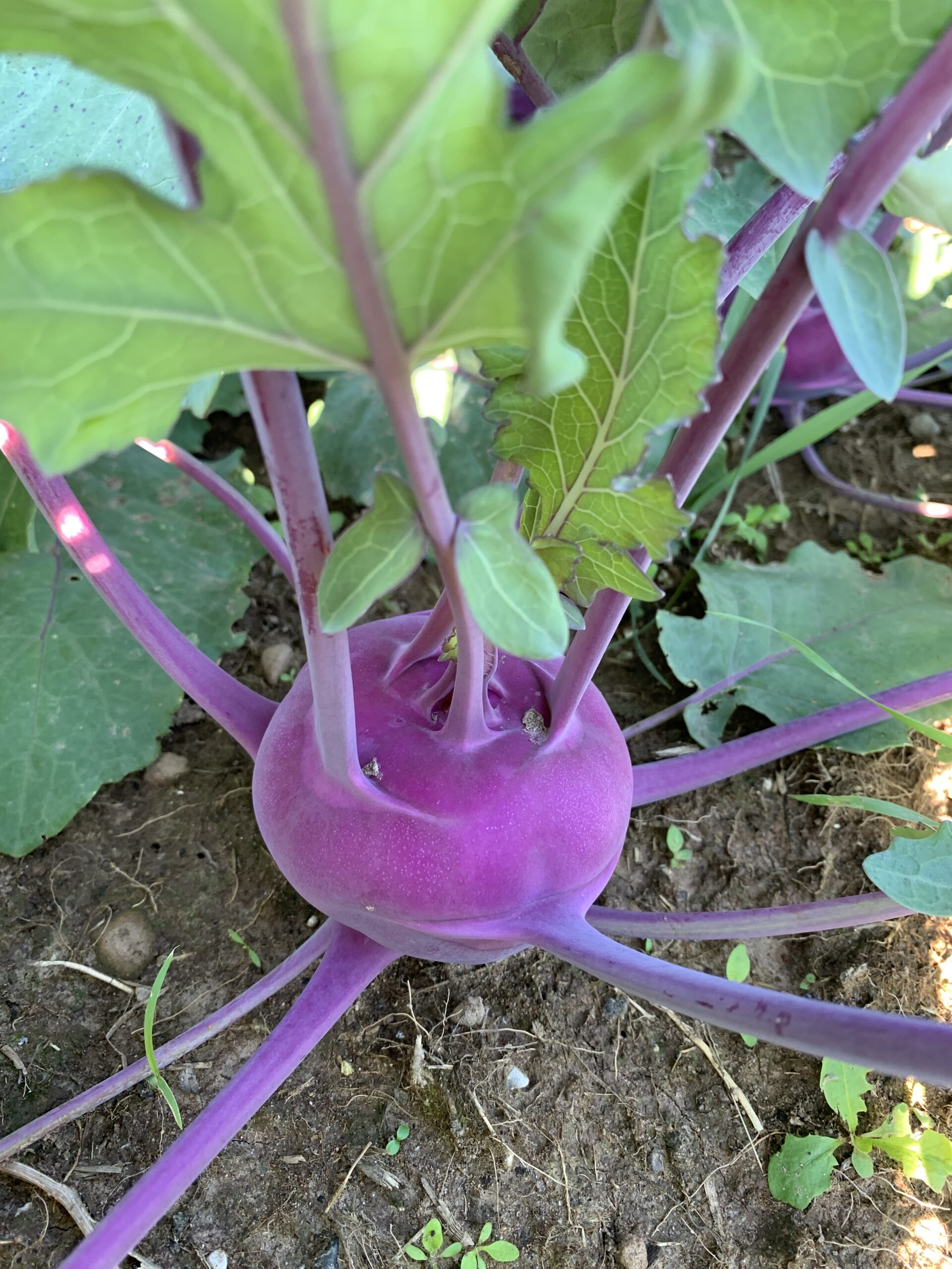 Kohlrabi