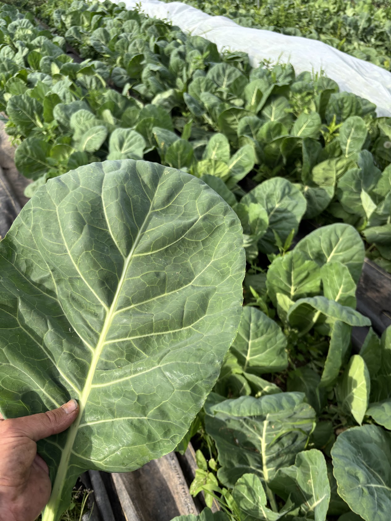 Collard greens (10 per bunch)