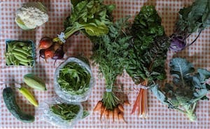 Contributing Full Summer Share (16 weeks)