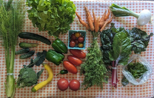 Full Summer Share (16 weeks)