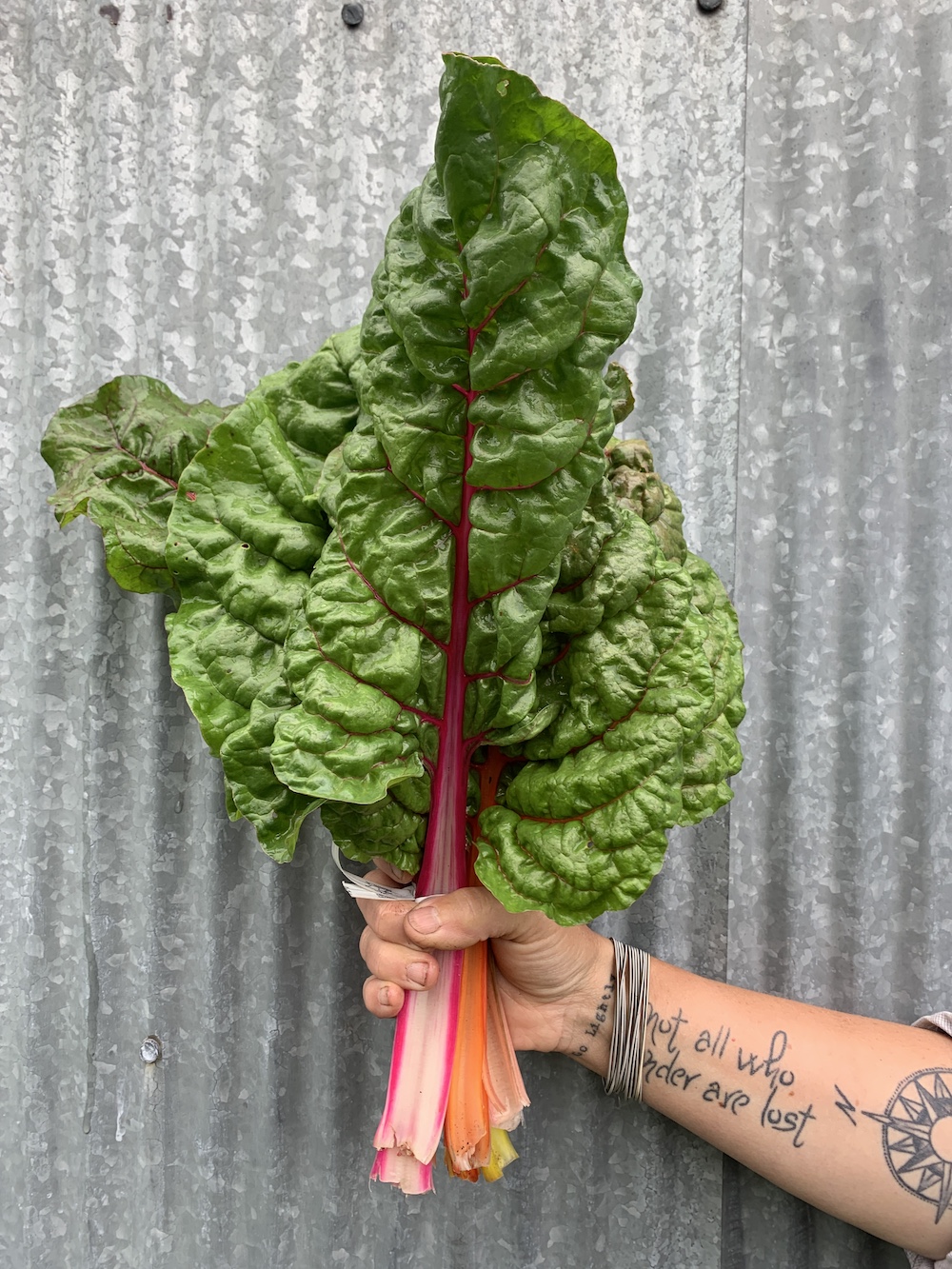Rainbow Swiss chard
