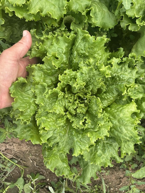 Green head lettuce