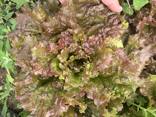 Red head lettuce