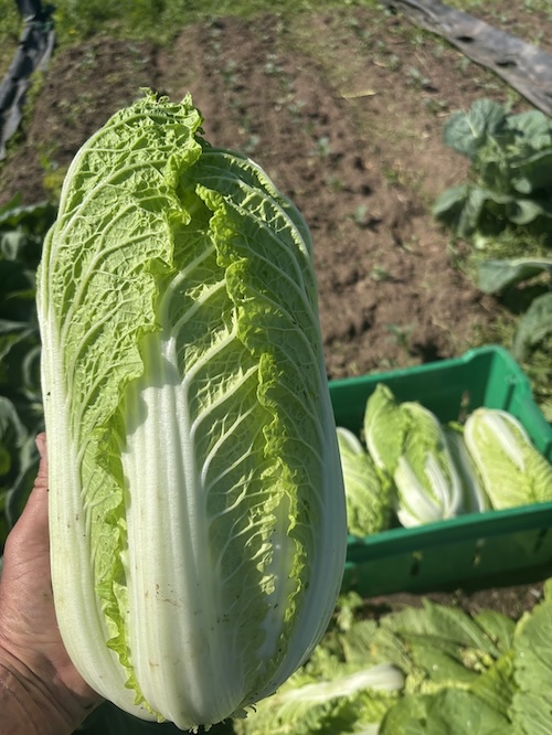 Napa cabbage