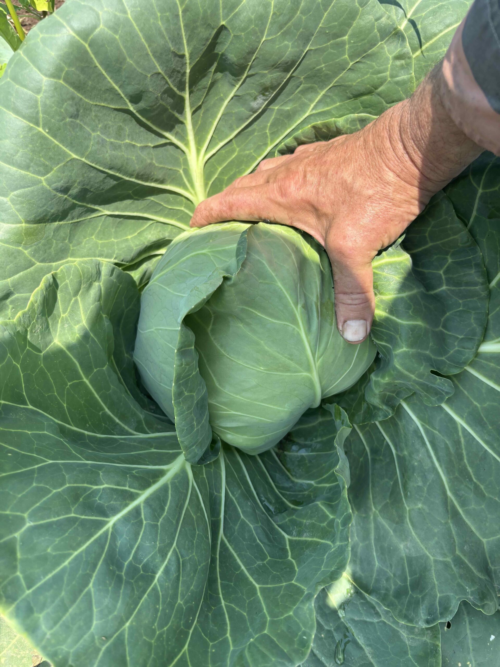Green cabbage