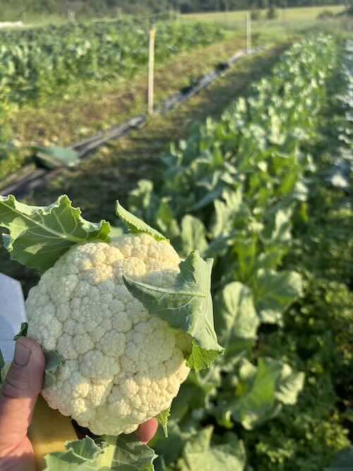 Cauliflower