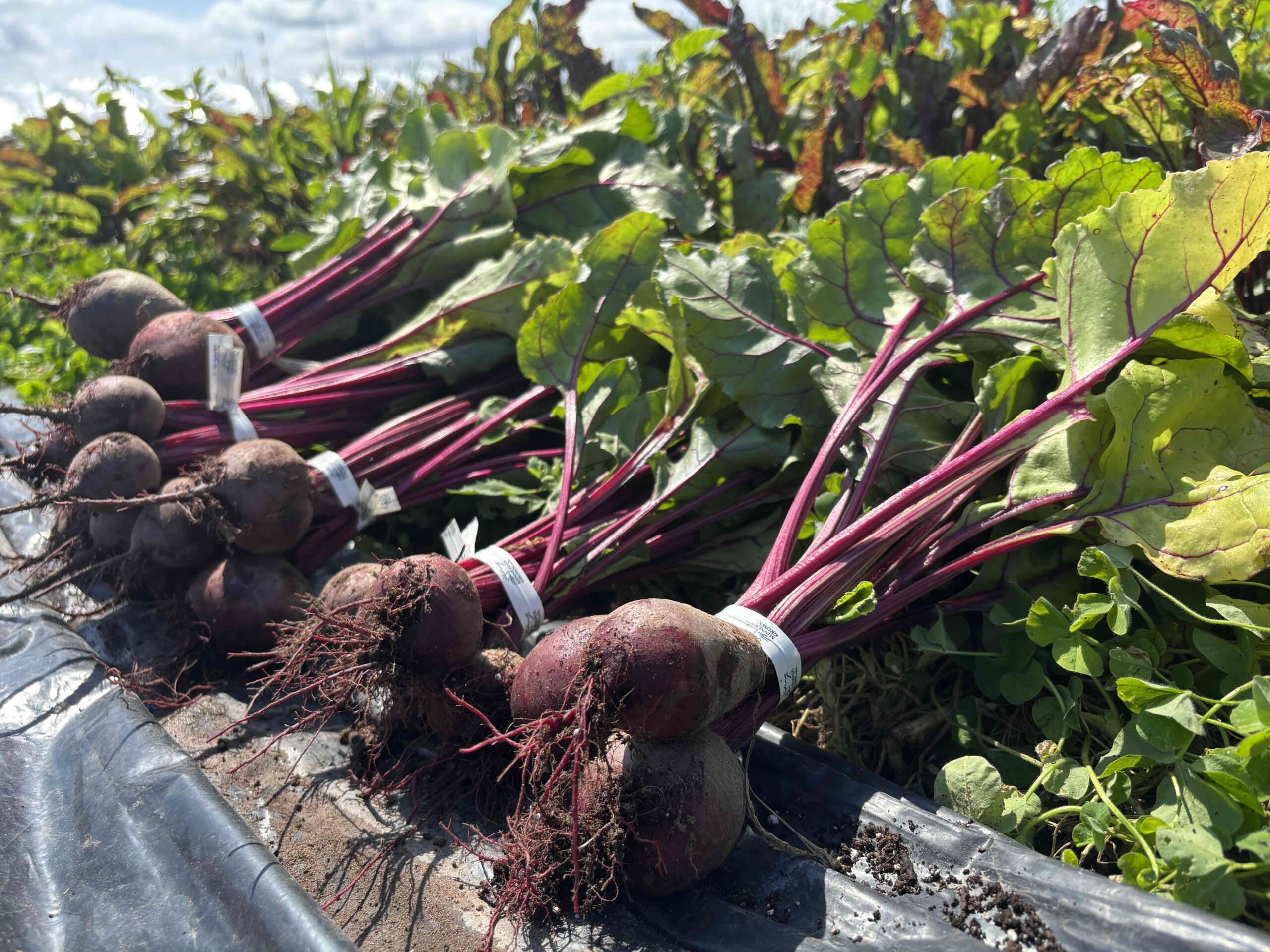 Beets (bunched)