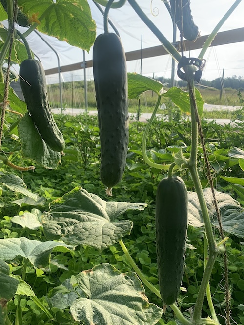Cucumber, slicing