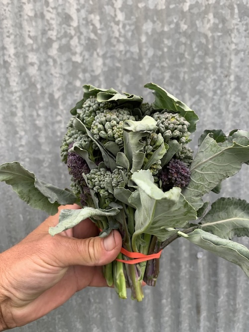 Sprouted broccoli (bunched)